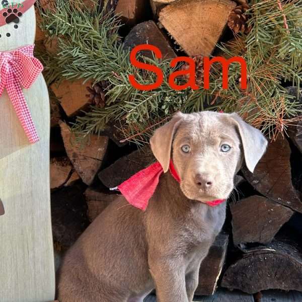 Sam, Silver Labrador Retriever Puppy